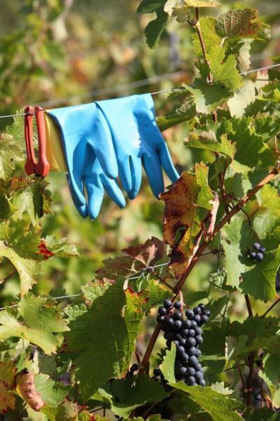 Weingut Matthias Dostert / Culinarium Hotel Nittel Ngoại thất bức ảnh